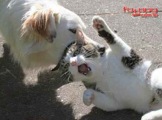 Cão e gato brigando