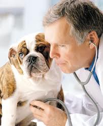 Médico veterinário