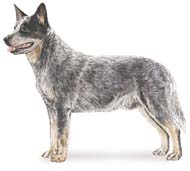 Australian cattle dog