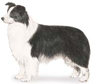 Border collie