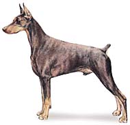 Doberman pinscher