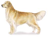 Golden retriver