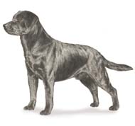 Labrador retriver