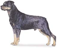 Rottweiler